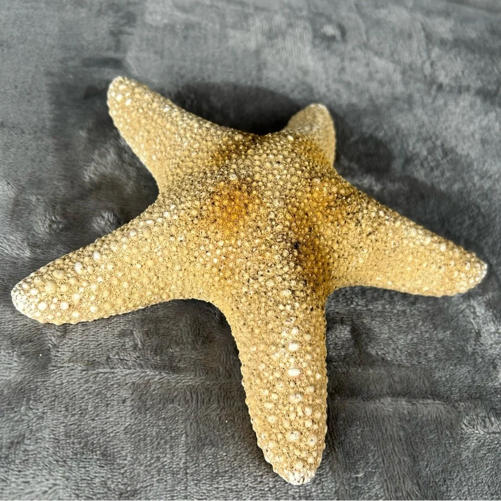 Natural Dried Starfish Decor Coastal Beach Home Accent Large 8” Patrick Nautical
